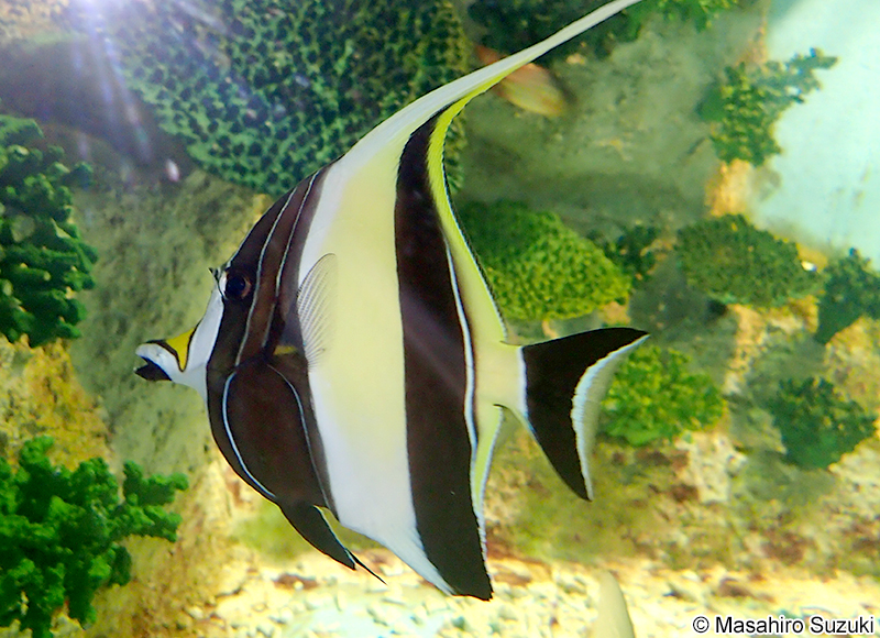 ツノダシ Zanclus cornutus