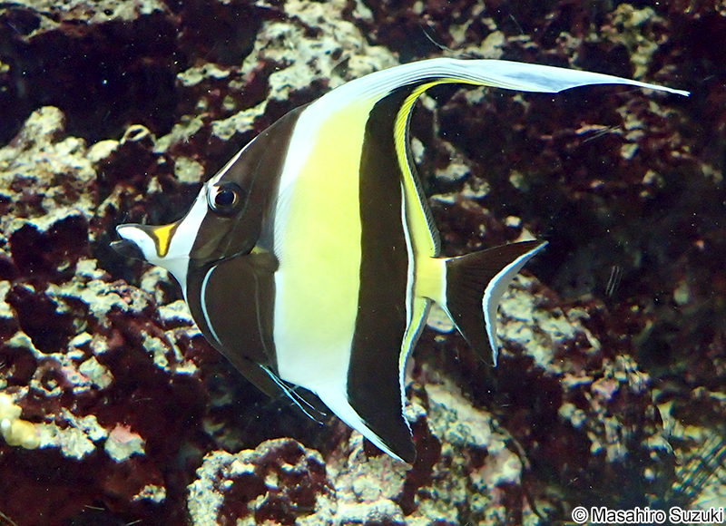 ツノダシ Zanclus cornutus