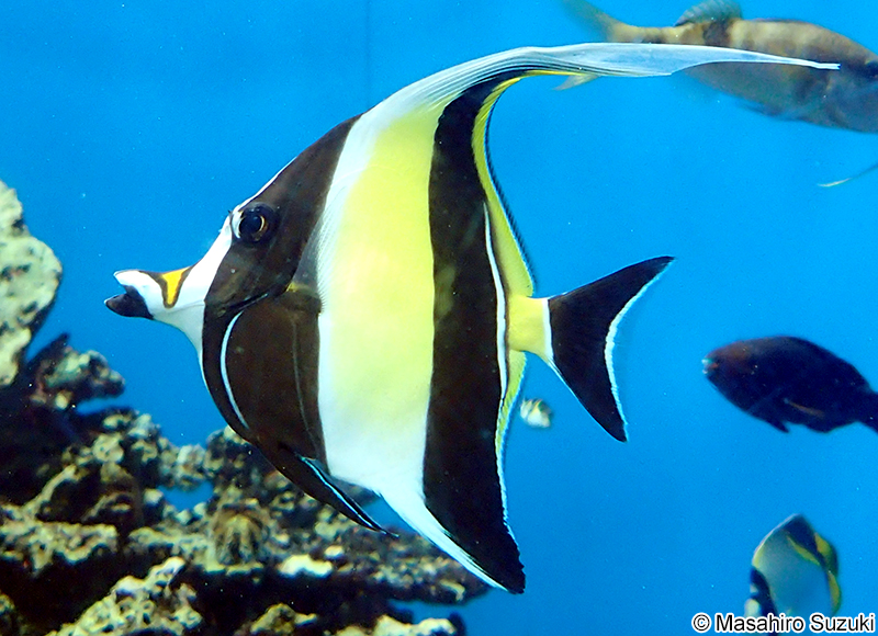 ツノダシ Zanclus cornutus