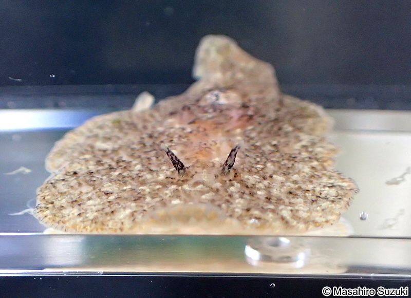 ツノヒラムシ Planocera reticulata