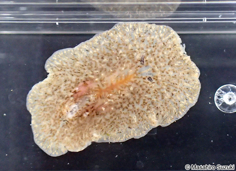 ツノヒラムシ Planocera reticulata