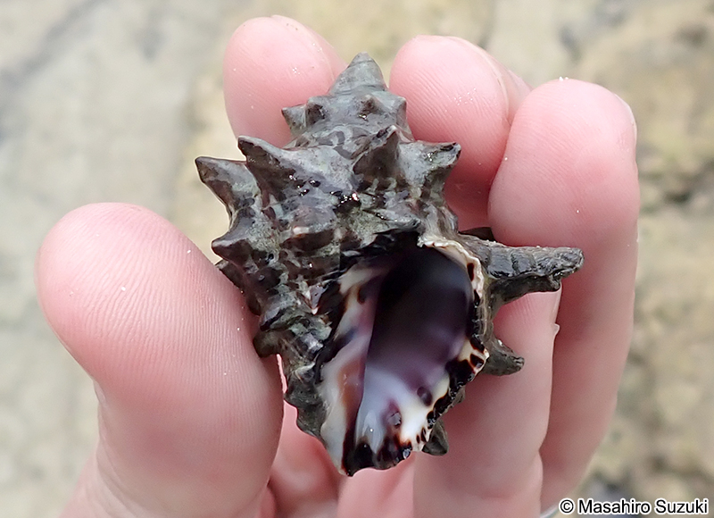 ツノテツレイシ Mancinella hippocastanum