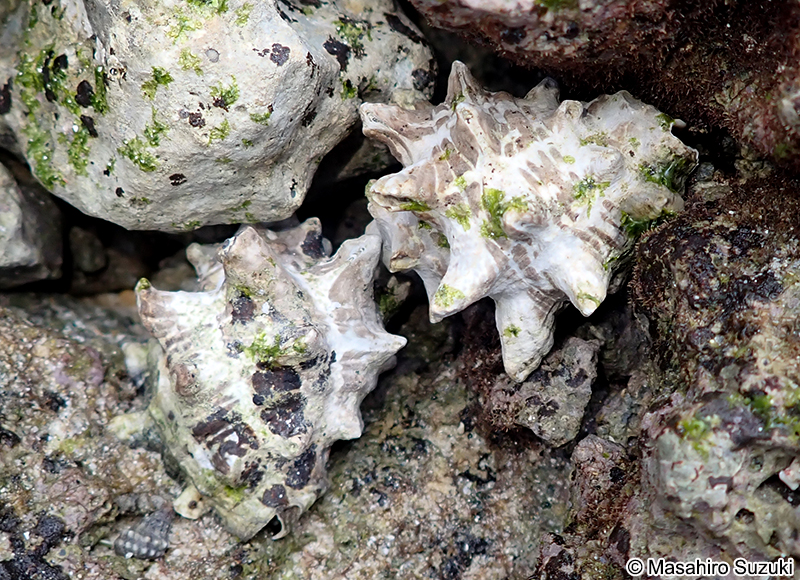 ツノテツレイシ Mancinella hippocastanum