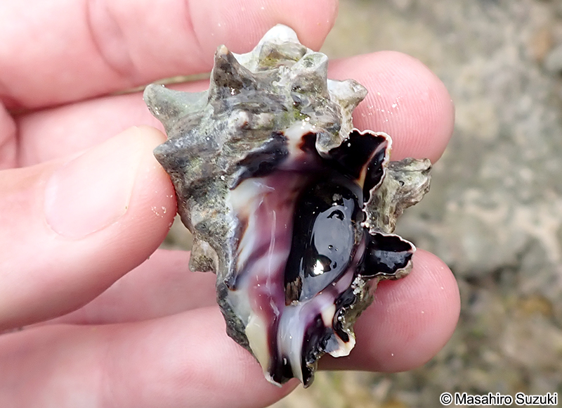 ツノテツレイシ Mancinella hippocastanum