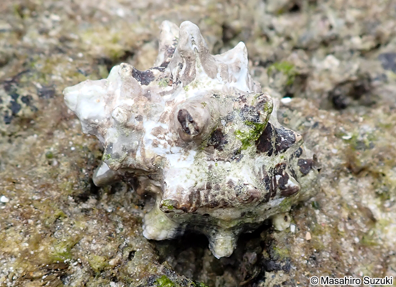 ツノテツレイシ Mancinella hippocastanum