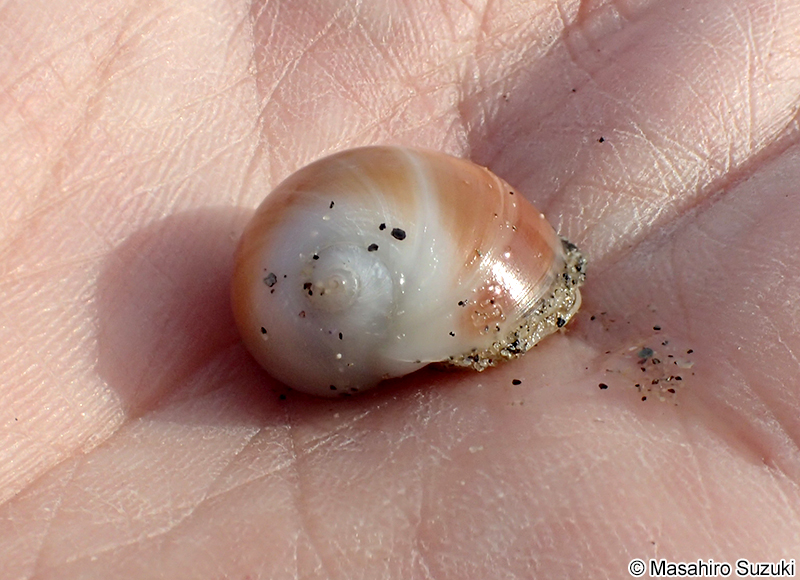 ウチヤマタマツバキ Polinices sagamiensis