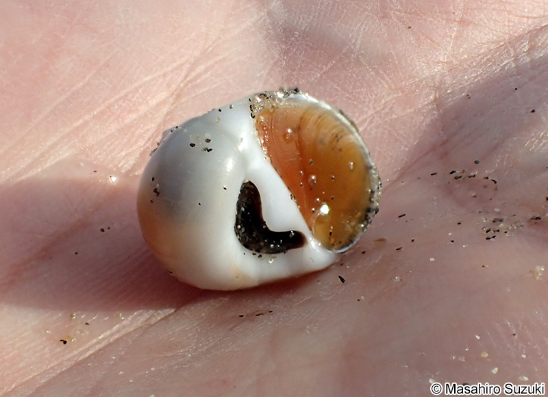 ウチヤマタマツバキ Polinices sagamiensis