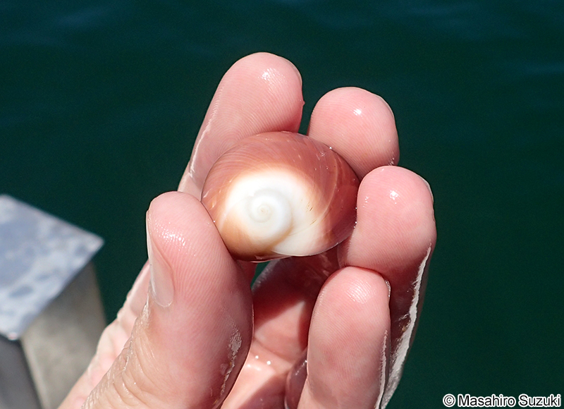 ウチヤマタマツバキ Polinices sagamiensis