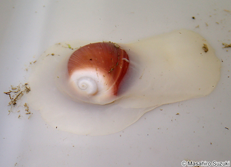 ウチヤマタマツバキ Polinices sagamiensis