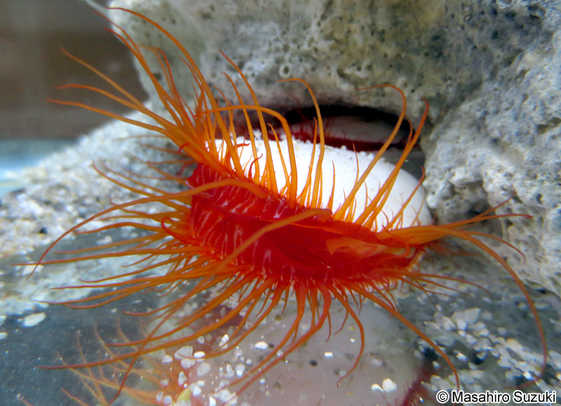 ウコンハネガイ Ctenoides ales