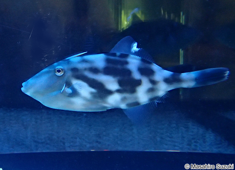 ウマヅラハギ Thamnaconus modestus