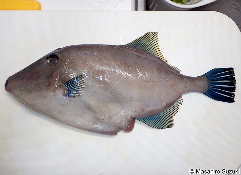 ウマヅラハギ Thamnaconus modestus