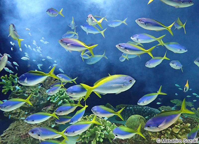 ウメイロ Paracaesio xanthura