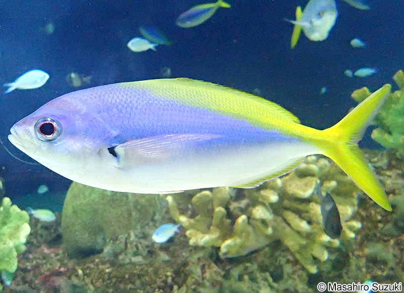 ウメイロ Paracaesio xanthura