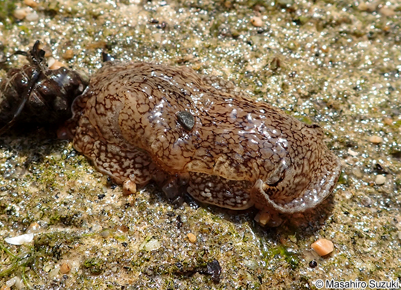 ウミフクロウ Pleurobranchaea japonica