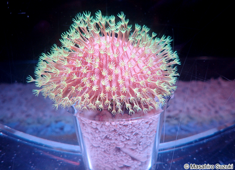 ウミキノコ属の1種 Sarcophyton sp.