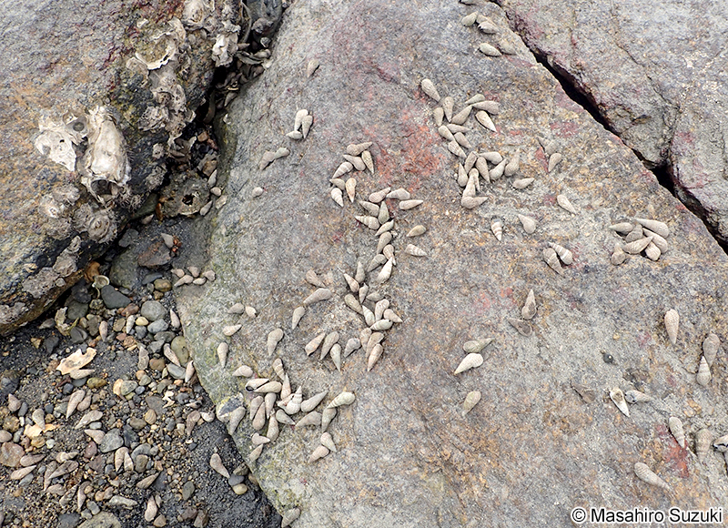ウミニナ Batillaria multiformis