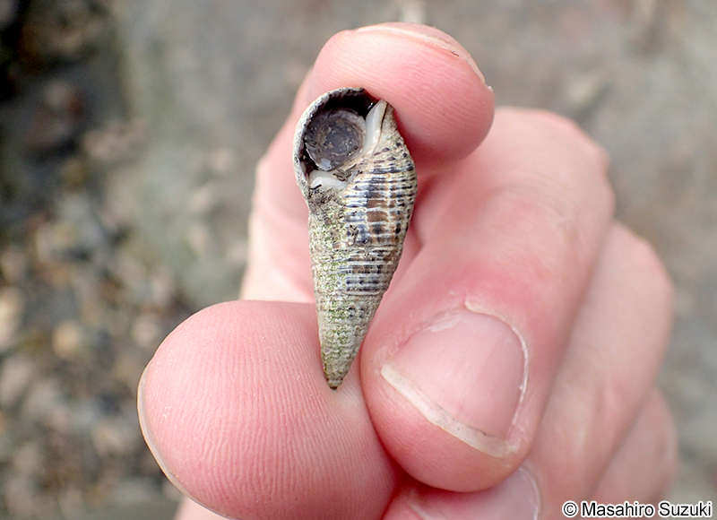 ウミニナ Batillaria multiformis