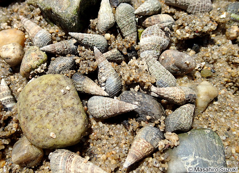 ウミニナ Batillaria multiformis