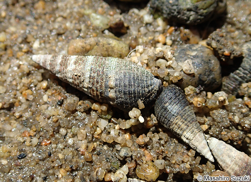 ウミニナ Batillaria multiformis