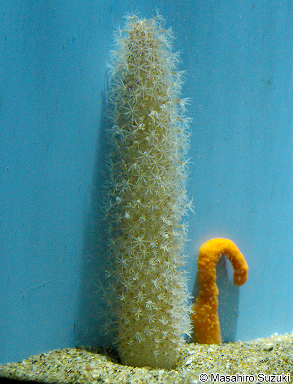 ウミサボテン Cavernularia obesa