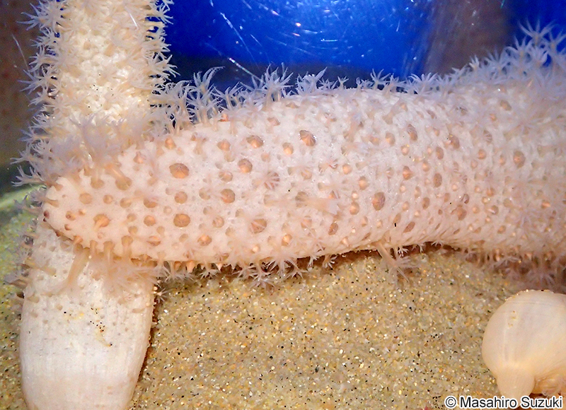 ウミサボテン Cavernularia obesa