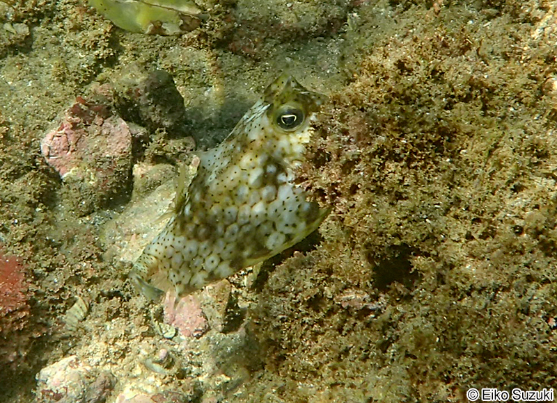 ウミスズメ Lactoria diaphana