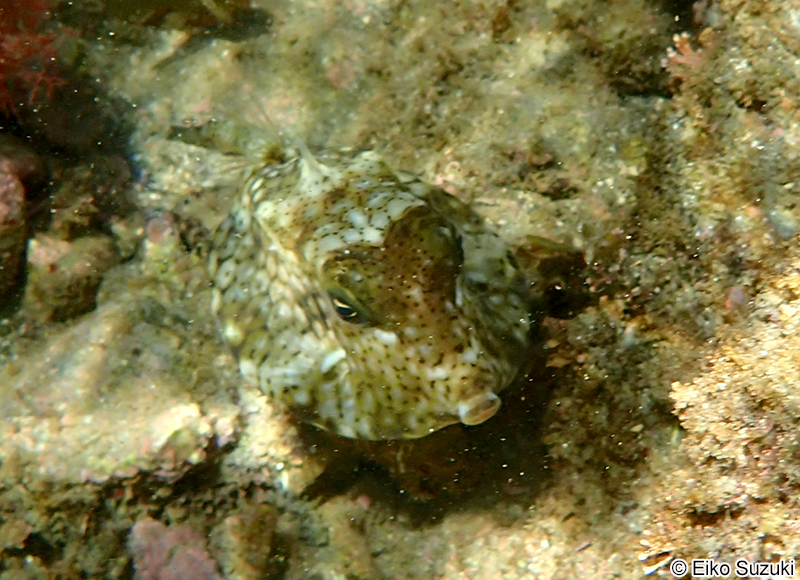 ウミスズメ Lactoria diaphana