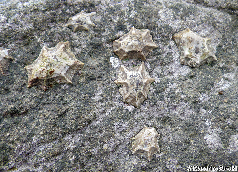 ウノアシ Patelloida saccharina lanx