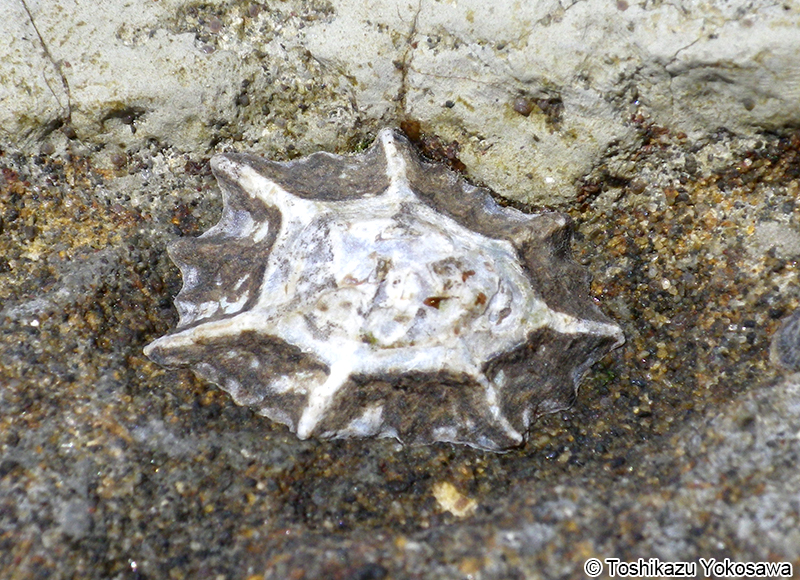 ウノアシ Patelloida saccharina lanx