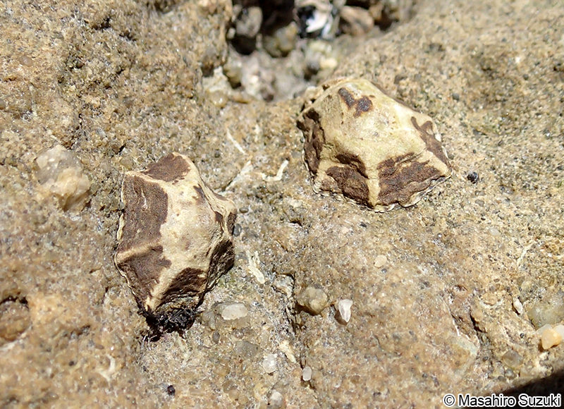 ウノアシ Patelloida saccharina lanx