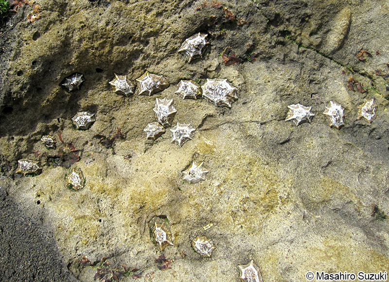 ウノアシ Patelloida saccharina lanx