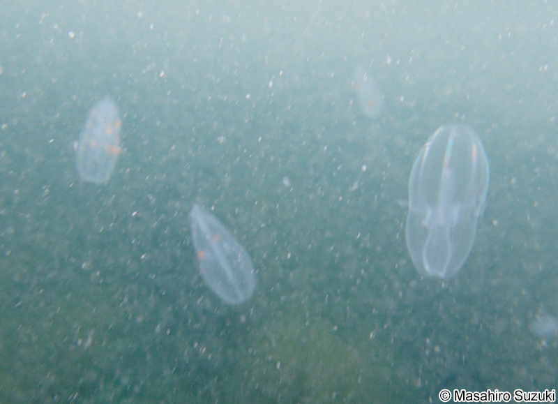 ウリクラゲ Beroe cucumis