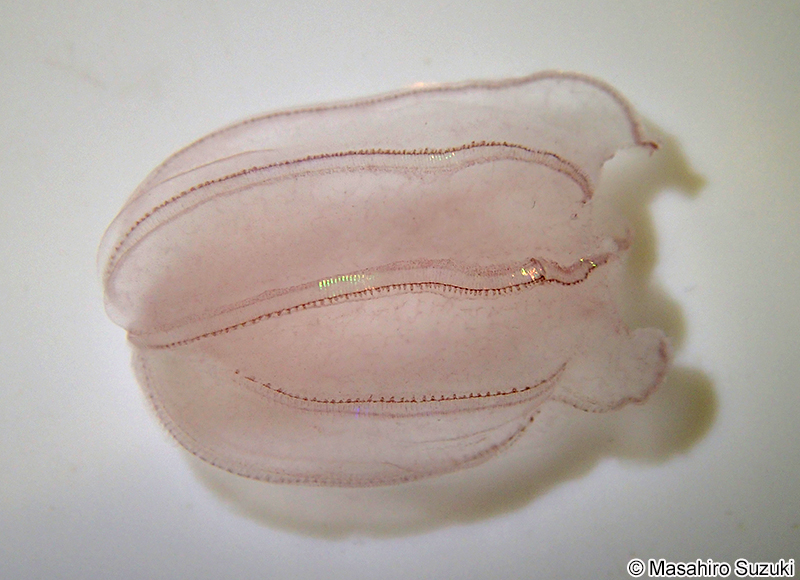 ウリクラゲ Beroe cucumis