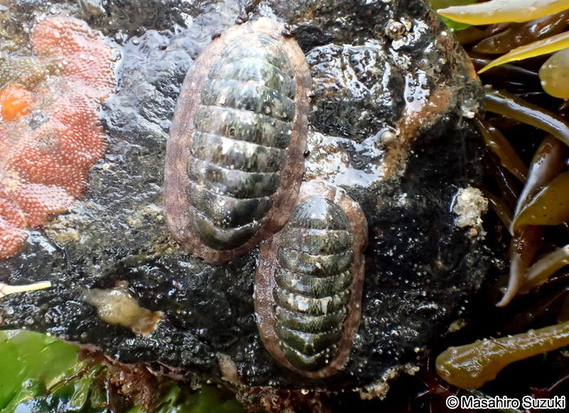 ウスヒザラガイ Ischnochiton comptus