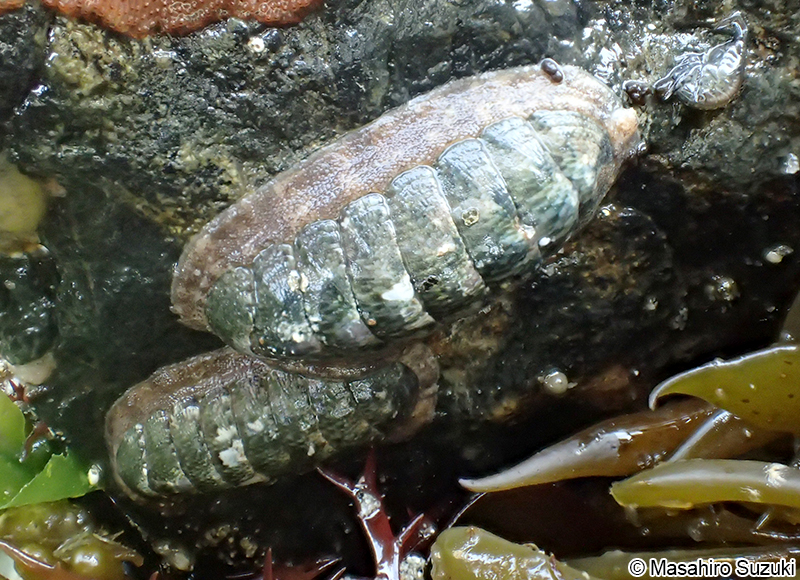 ウスヒザラガイ Ischnochiton comptus