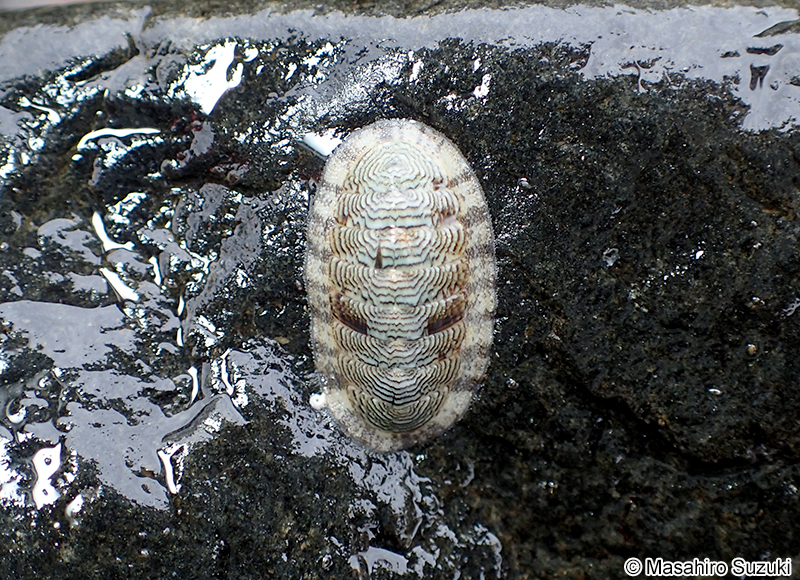 ウスヒザラガイ Ischnochiton comptus