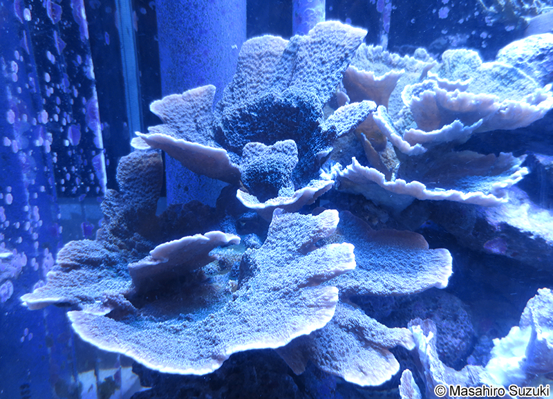 ウスコモンサンゴ Montipora foliosa