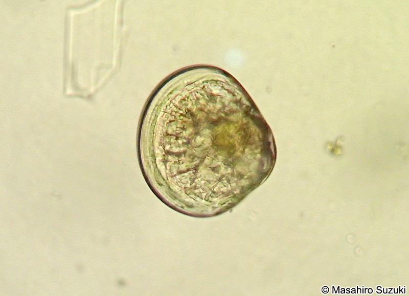 二枚貝のベリジャー幼生 Veliger larva