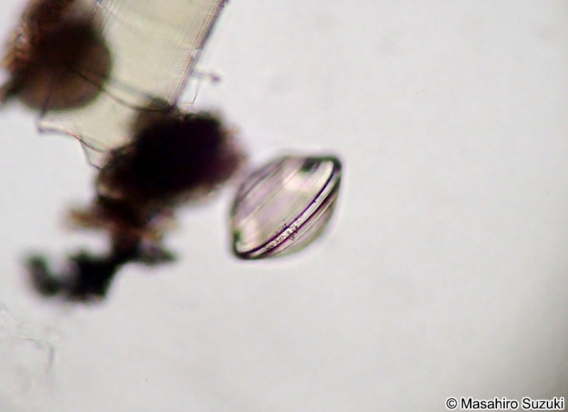 二枚貝のベリジャー幼生 Veliger larva