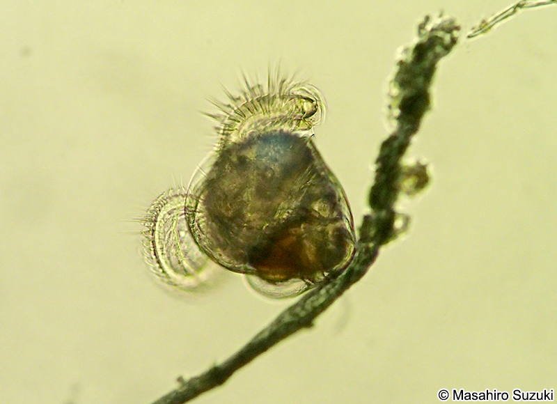 腹足類のベリジャー幼生 Veliger larva