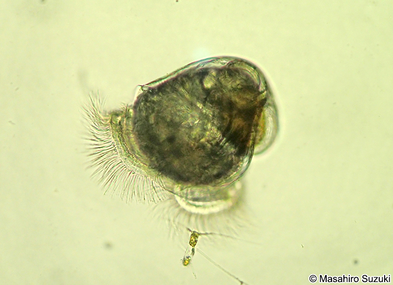 腹足類のベリジャー幼生 Veliger larva