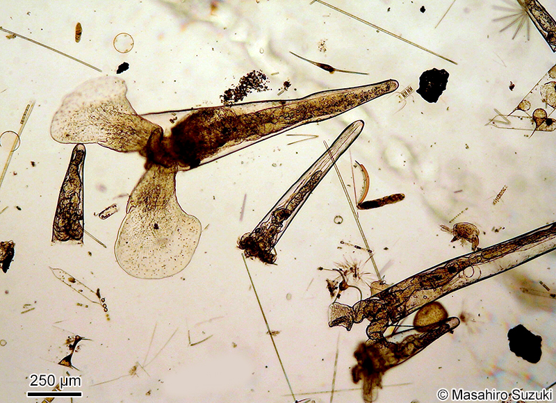 ツメウキヅノガイ Creseis virgula