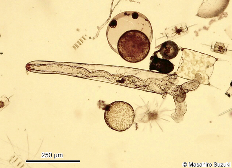 ウキヅノガイ類のベリジャー幼生 Veliger larva