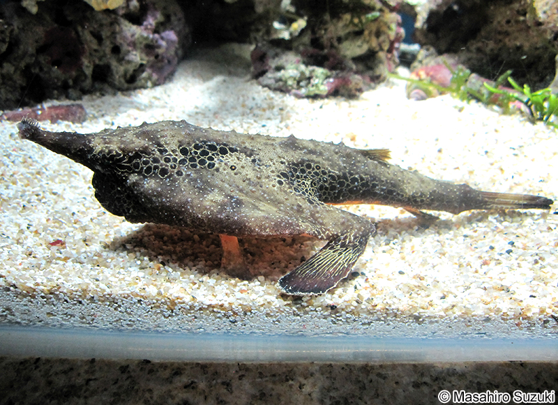 ウォーキングバットフィッシュの仲間 Ogcocephalus sp.