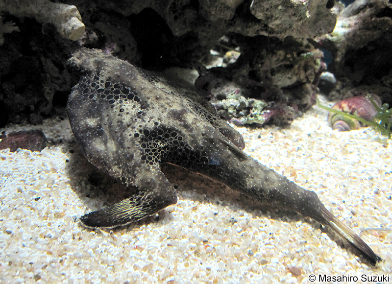 ウォーキングバットフィッシュの仲間 Ogcocephalus sp.