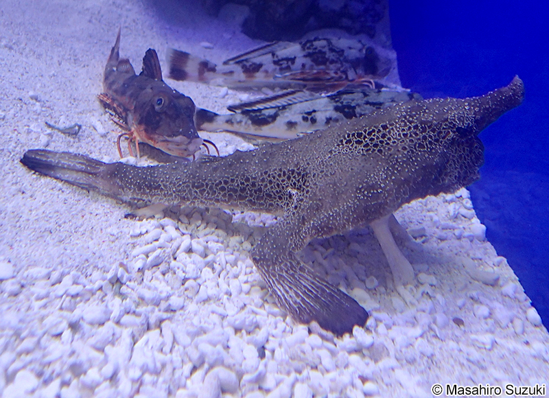 ウォーキングバットフィッシュの仲間 Ogcocephalus sp.