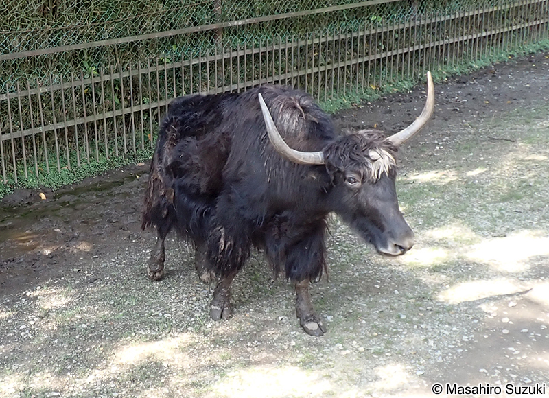 ヤク Bos grunniens