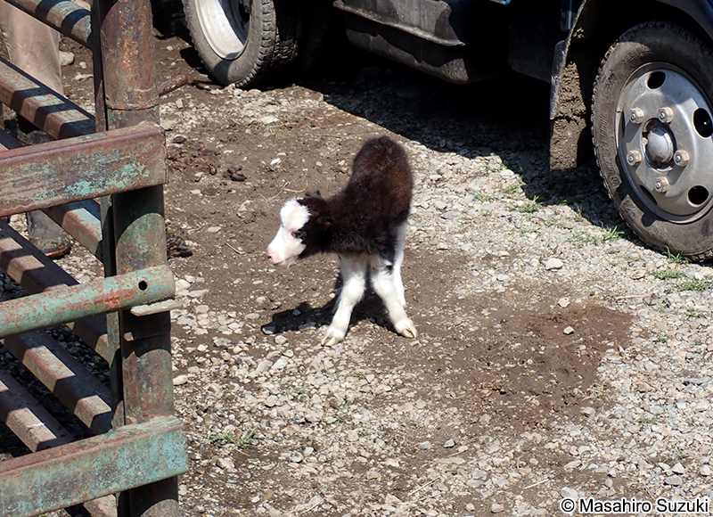 ヤク Bos grunniens