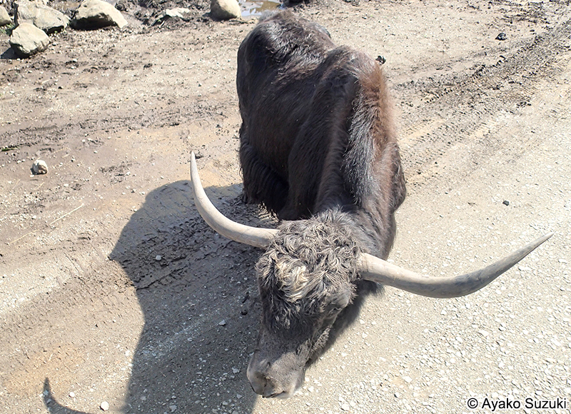 ヤク Bos grunniens